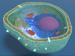 A Journey Through Inner Space