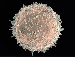 Your Body’s 100,000 Sentries