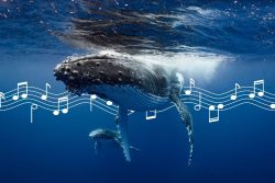 Whales Write Songs
