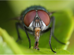 Scientists Learn from Flies