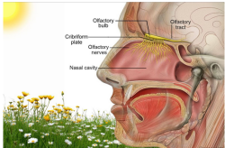 Making Scents of Smells