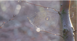 Spider Web!