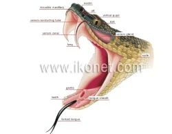 Genesis 3:14 – Do Snakes Eat Dirt?